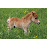 'Shetland Pony' By Charles Sainsbury-Plaice